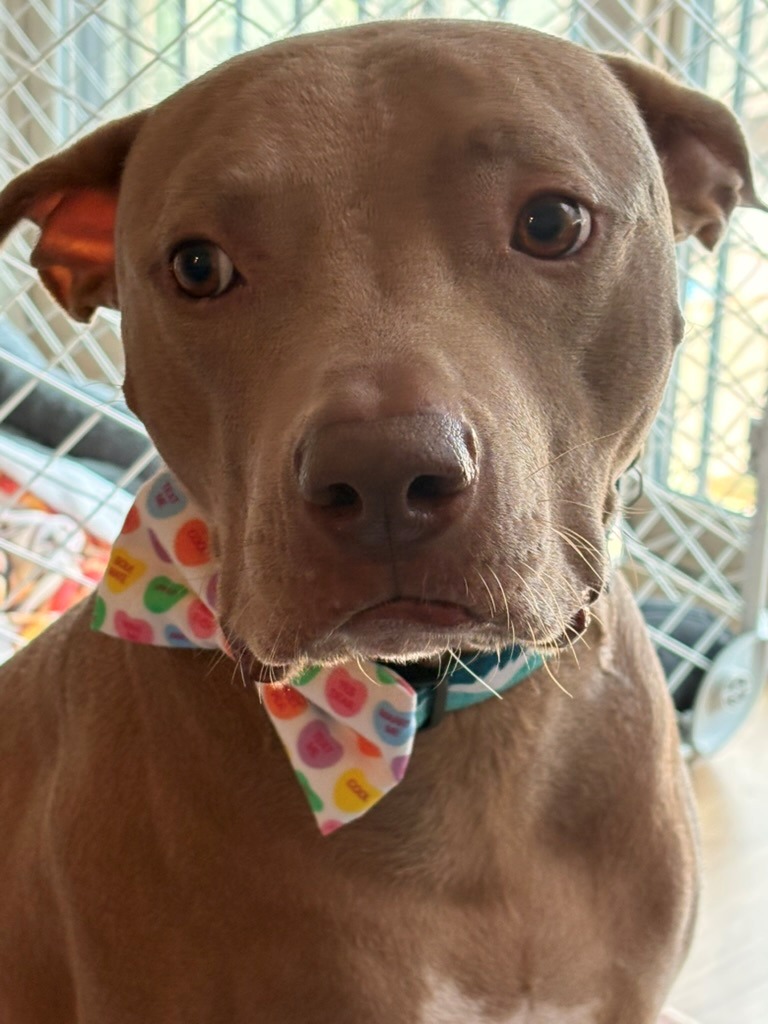 A close-up of a dog wearing a bandana